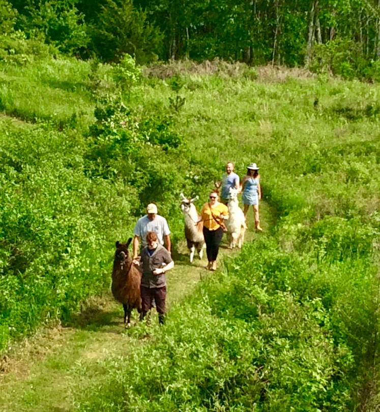 Clover Brooke Farm Llama Alpaca Hikes-海德公园必去景点