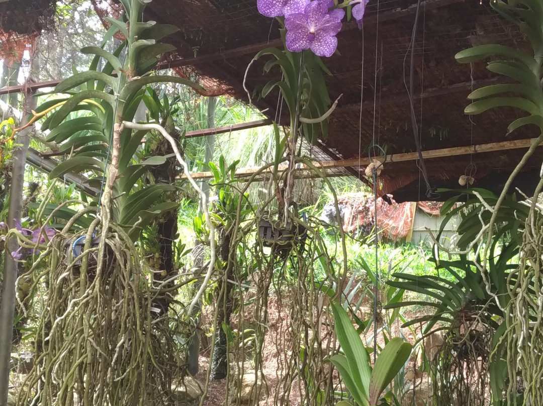 Orquidário Público de Guarulhos-瓜鲁柳斯必去景点