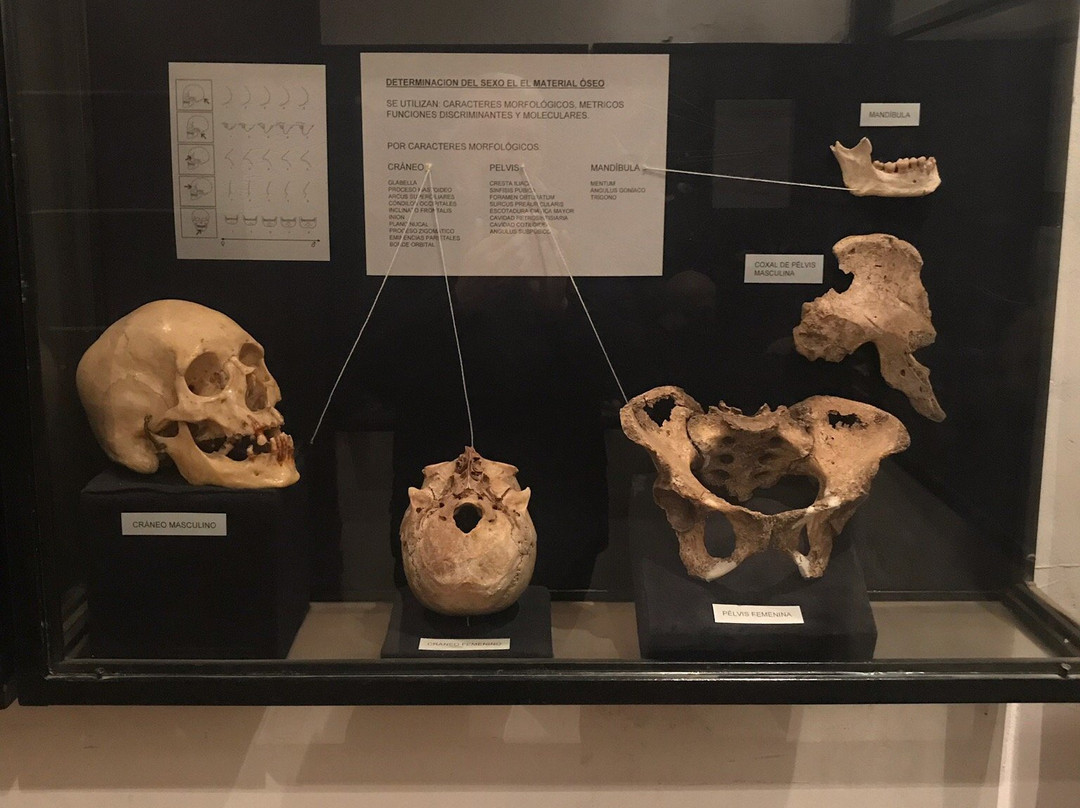 Museo Arqueologico de Los Andes-Los Andes必去景点