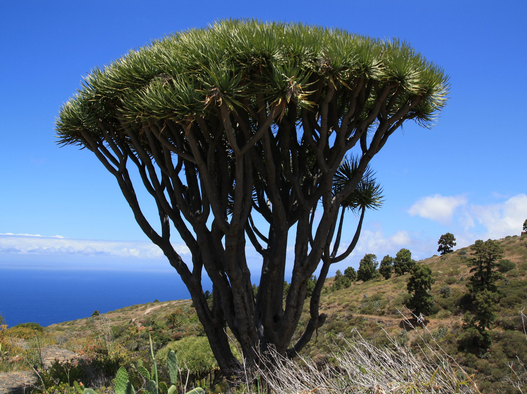 Ruta de los Dragos de Buracas-Las Tricias必去景点