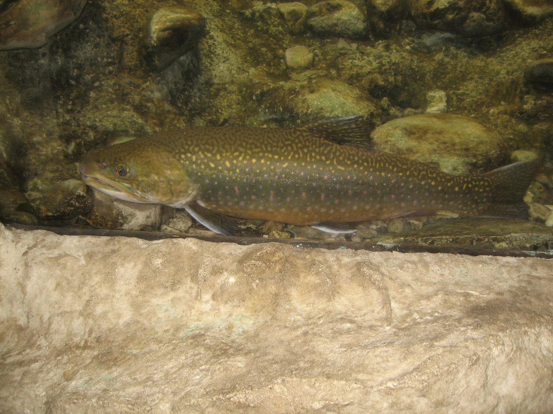 Acquario di Ariis景点图片