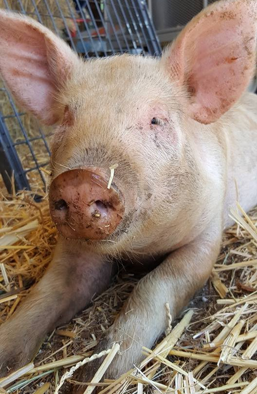 Guide Falls Farm-West Ridgley必去景点