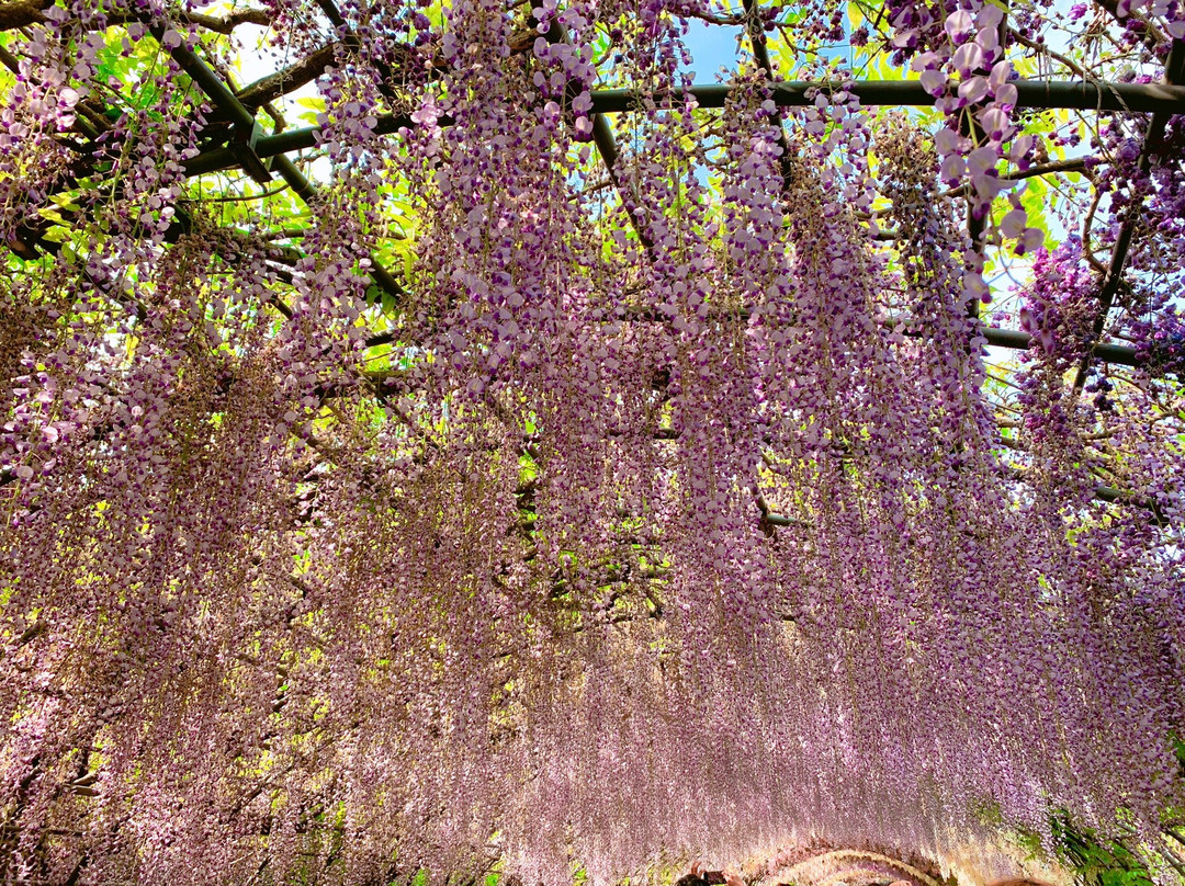 北九州市河内藤园 紫藤赏花景点图片