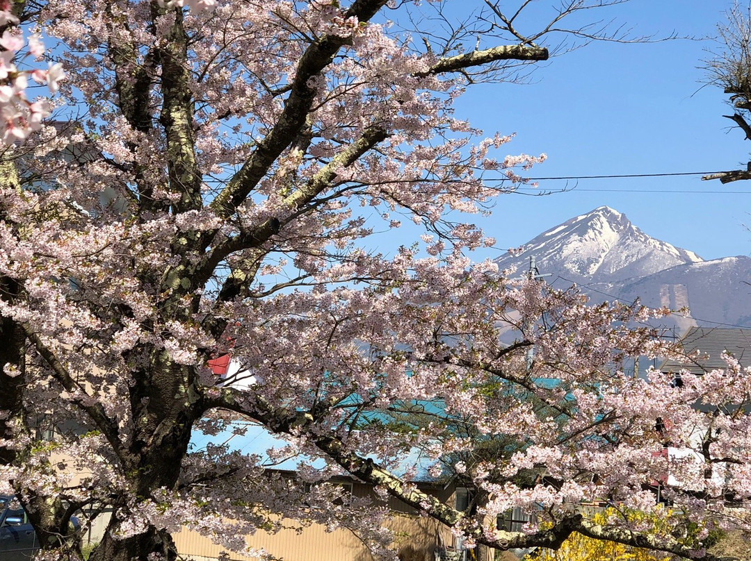 Sakura Trees Along Kannonji River景点图片