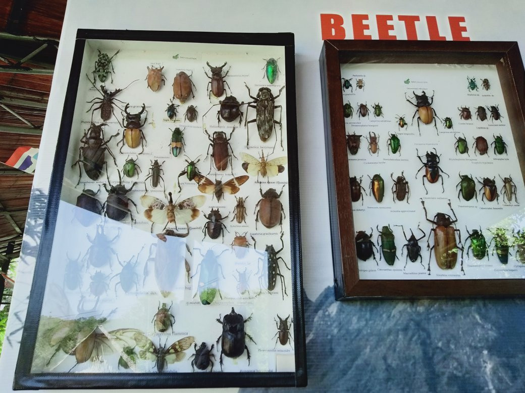 Borneo Ant House-斗亚兰必去景点