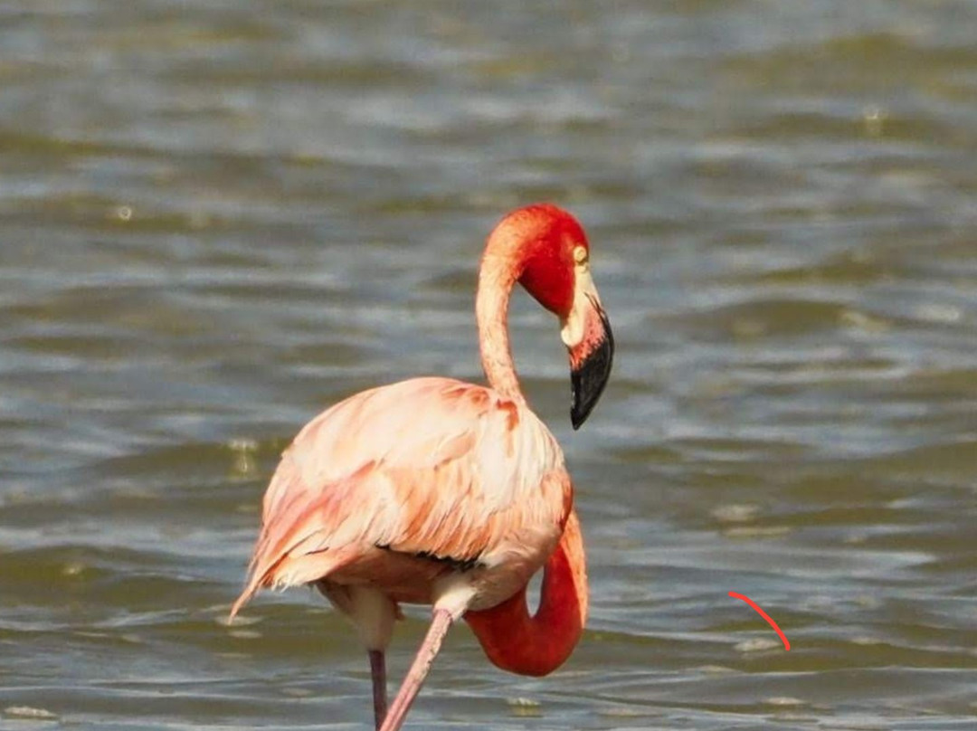 Inagua National Park-Great Inagua Island必去景点