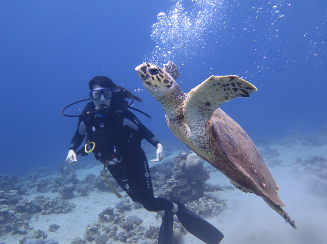 Aqaba International Dive Center景点图片
