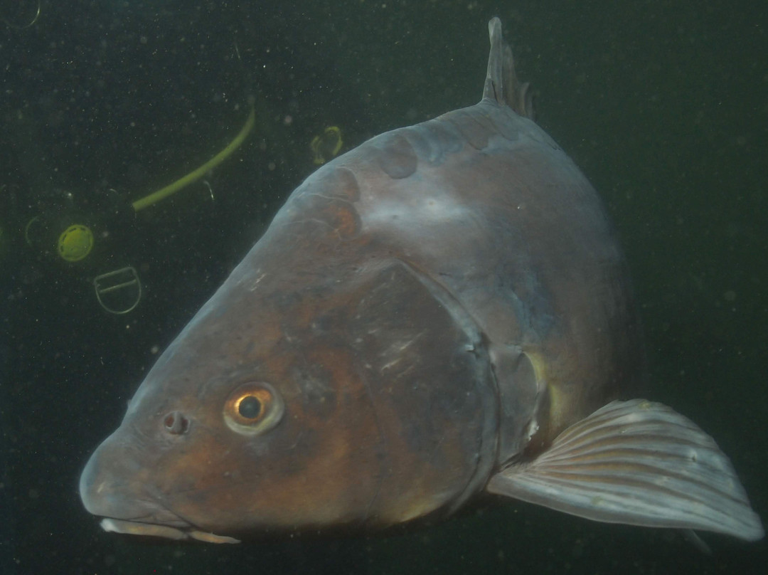 Antaqua Diving School-Deurne必去景点