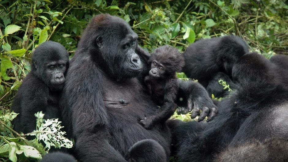 Nature Connect Safaris Uganda景点图片