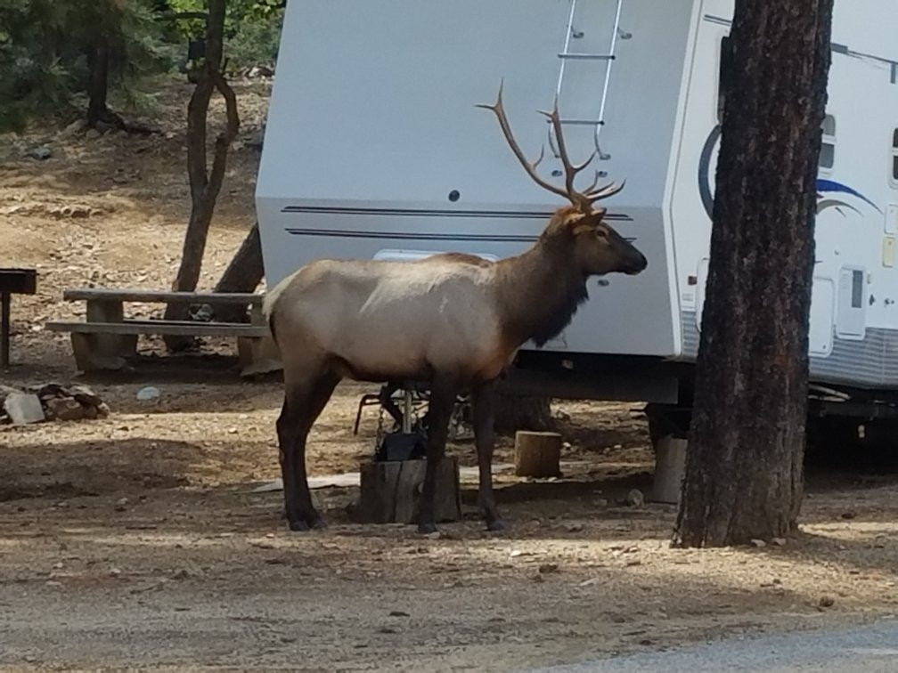 Hualapai Mountain Park-金曼必去景点