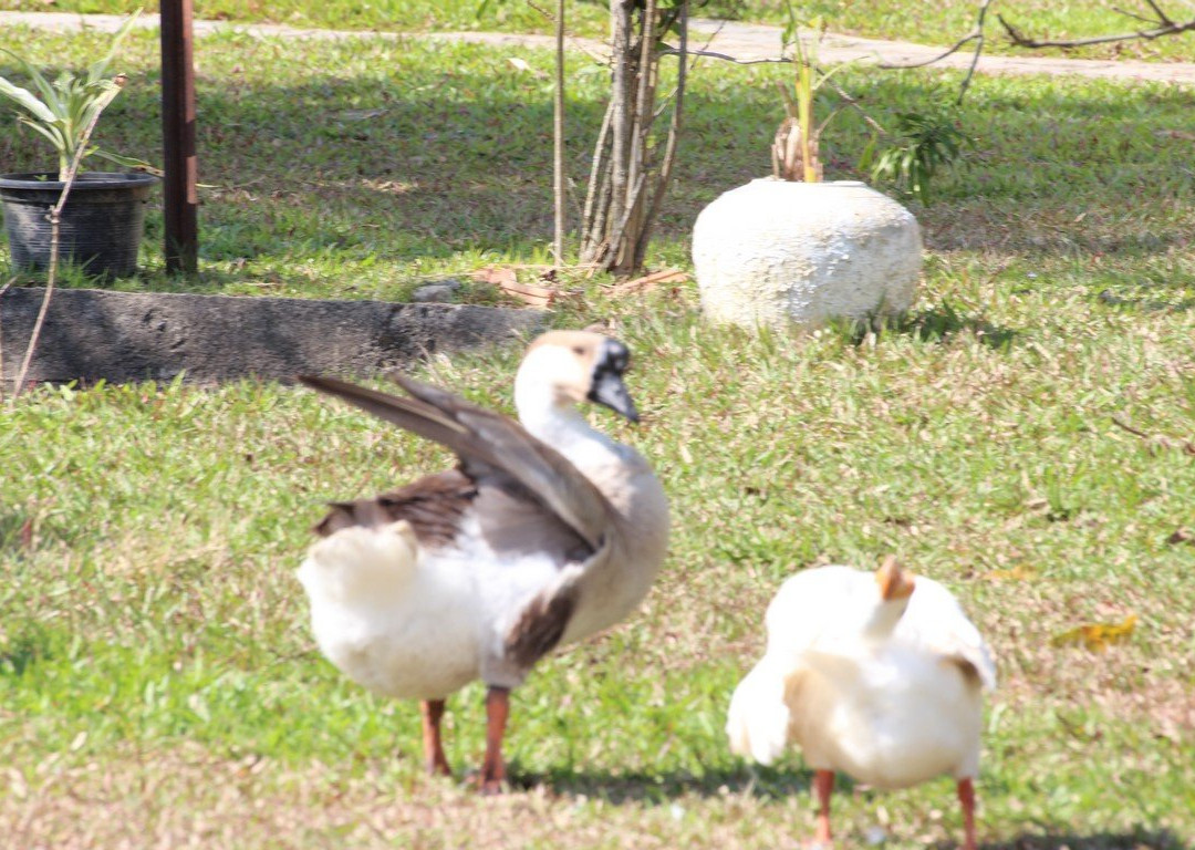 Kalaka Cooking Class - Thai cooking class in Chiang Mai-清迈必去景点