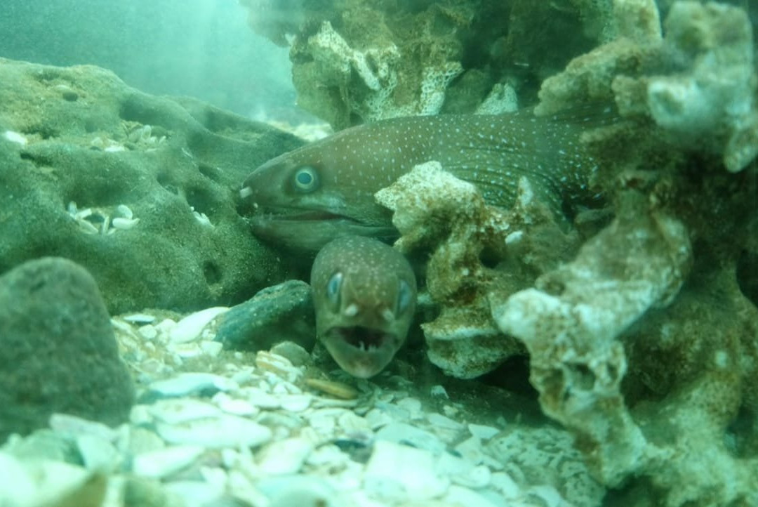 Acuario Turistico de Mindo-明多必去景点