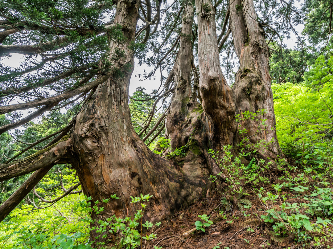 Osadoishina Natural Cedar Walking Path-佐渡市必去景点
