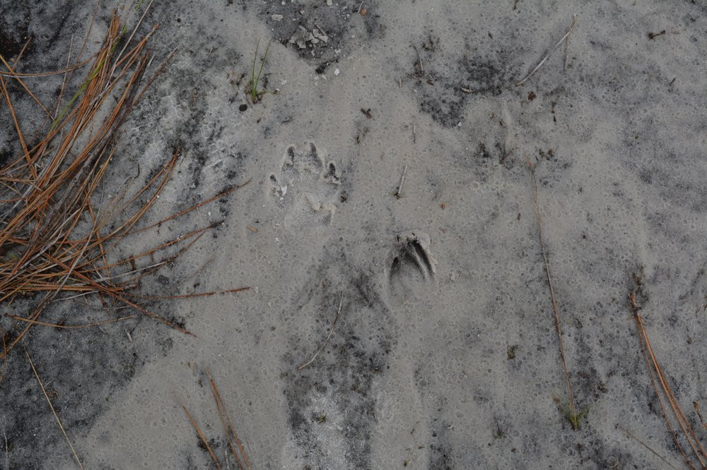 Lower Wekiva River State Preserve-桑福德必去景点