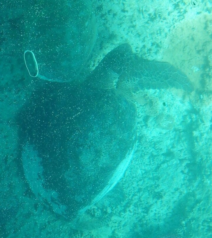 Capricornia Cays National Park-Gladstone必去景点