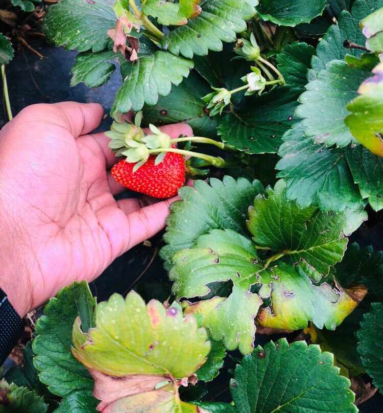 Blue Hills Berries and Cherries景点图片