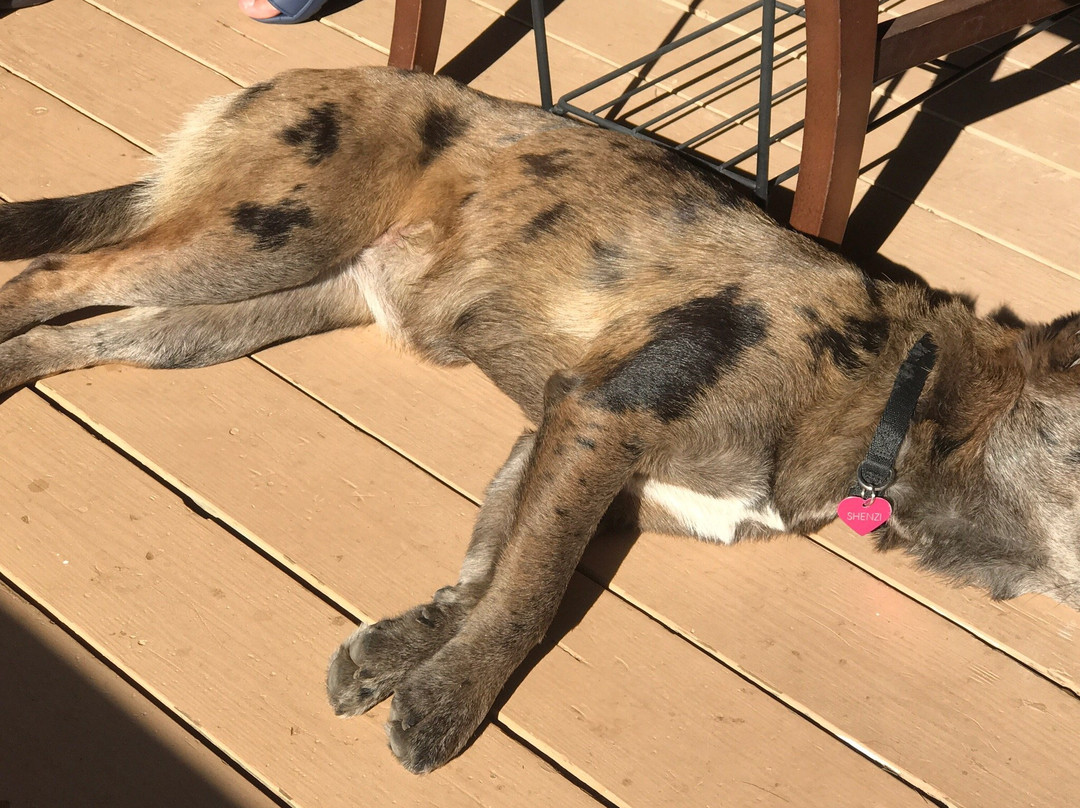 Hawaii Island Resort主图