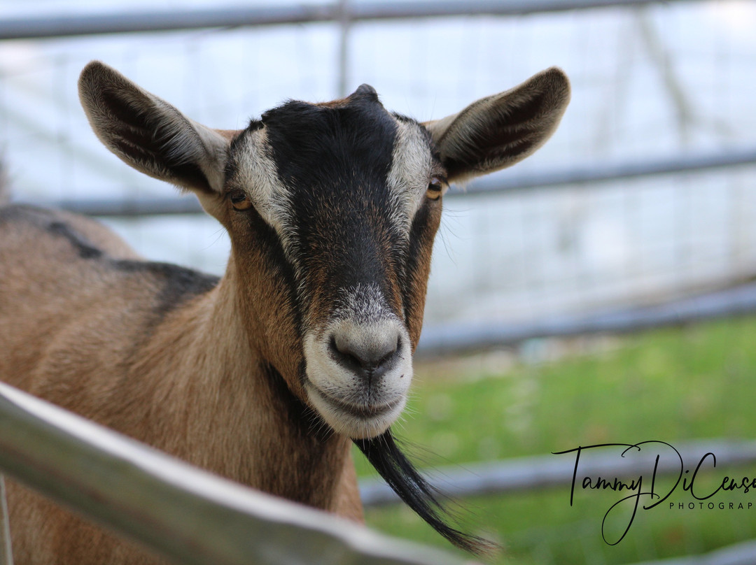 B&B Flower Farm-West Haven必去景点