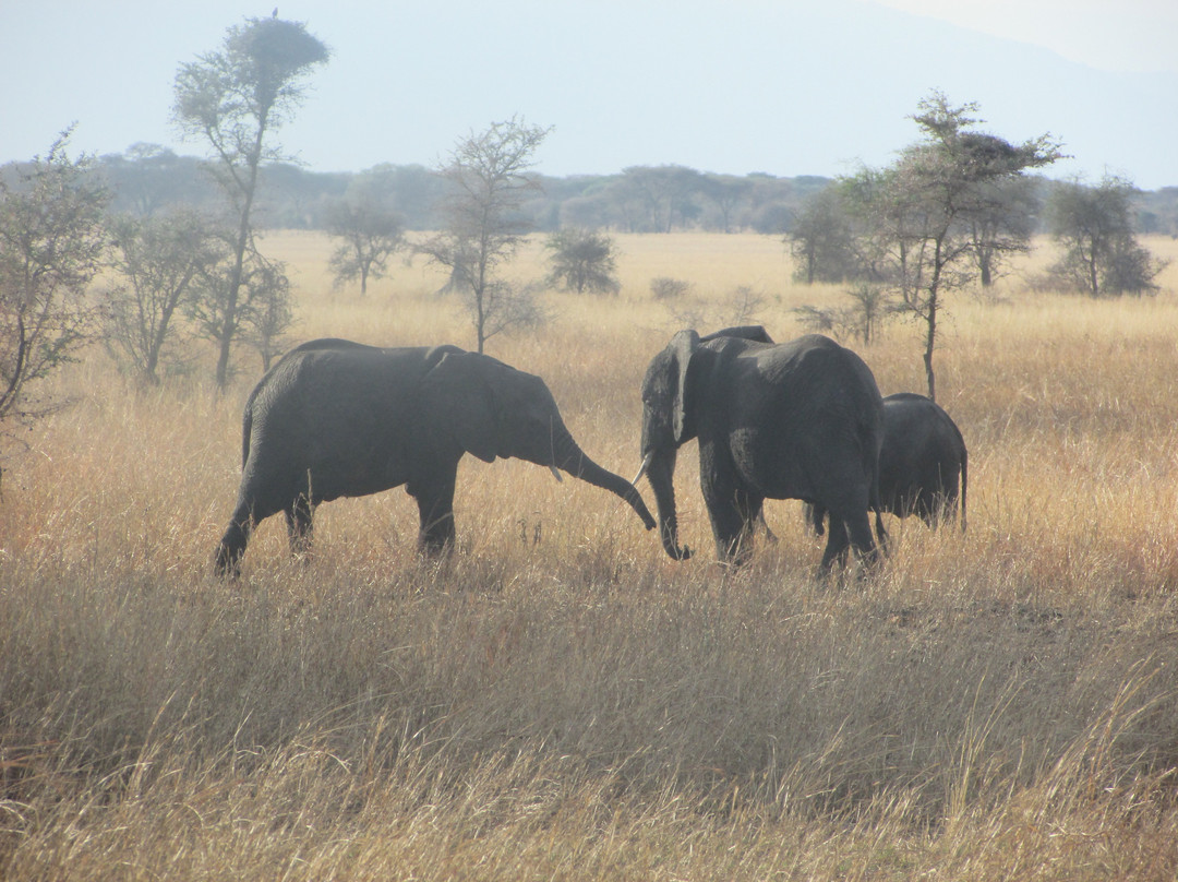 Safari Kenya Tanzania-瓦塔木必去景点
