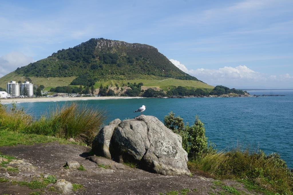 Moturiki Island景点图片