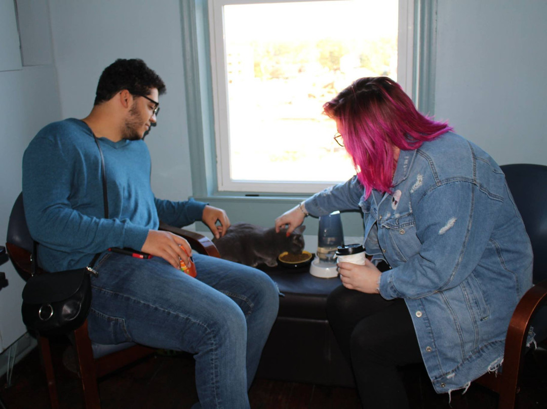 Catitude Cat Cafe-West Columbia必去景点