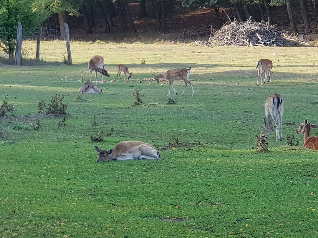 Wildpark Frankfurt景点图片