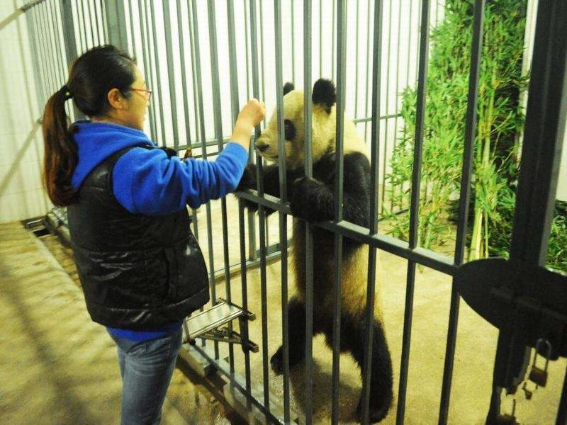 Local Chengdu Tours-成都必去景点