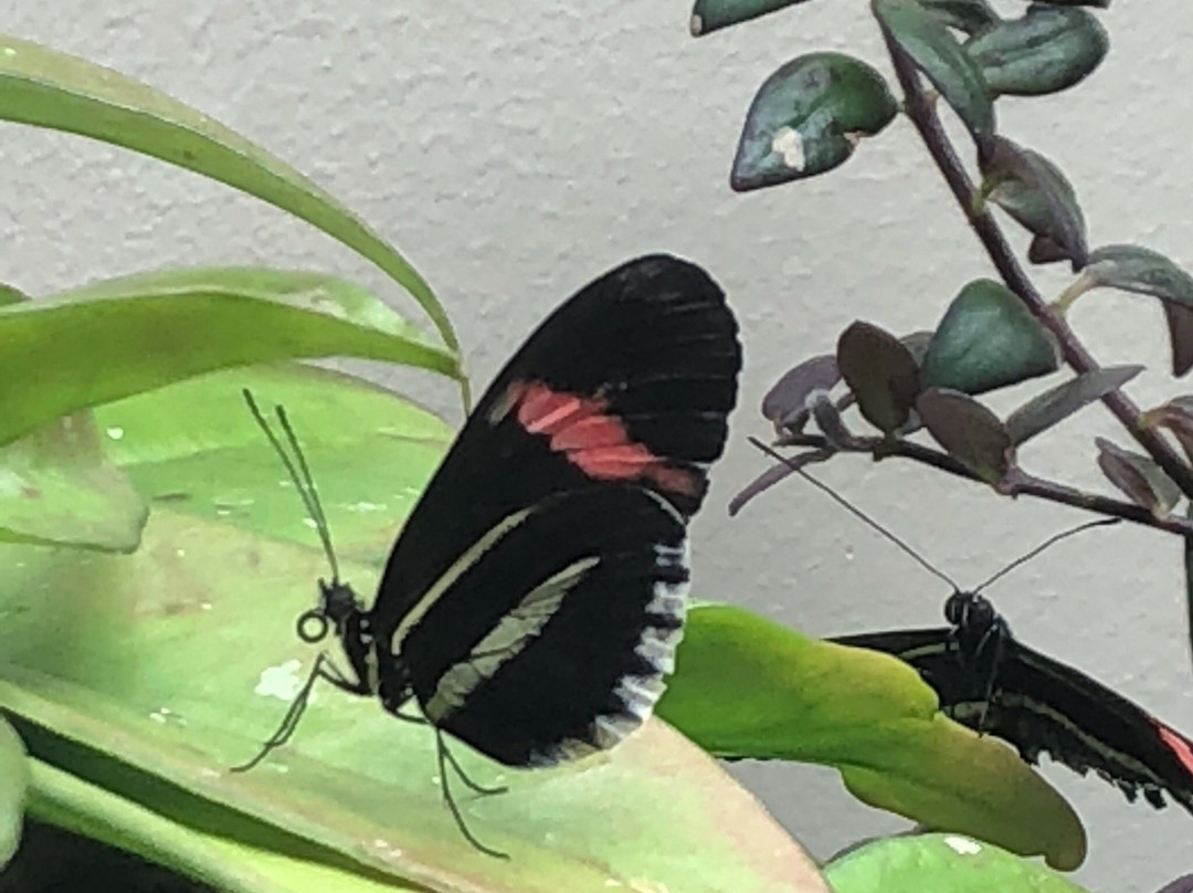 Missoula Butterfly House & Insectarium景点图片