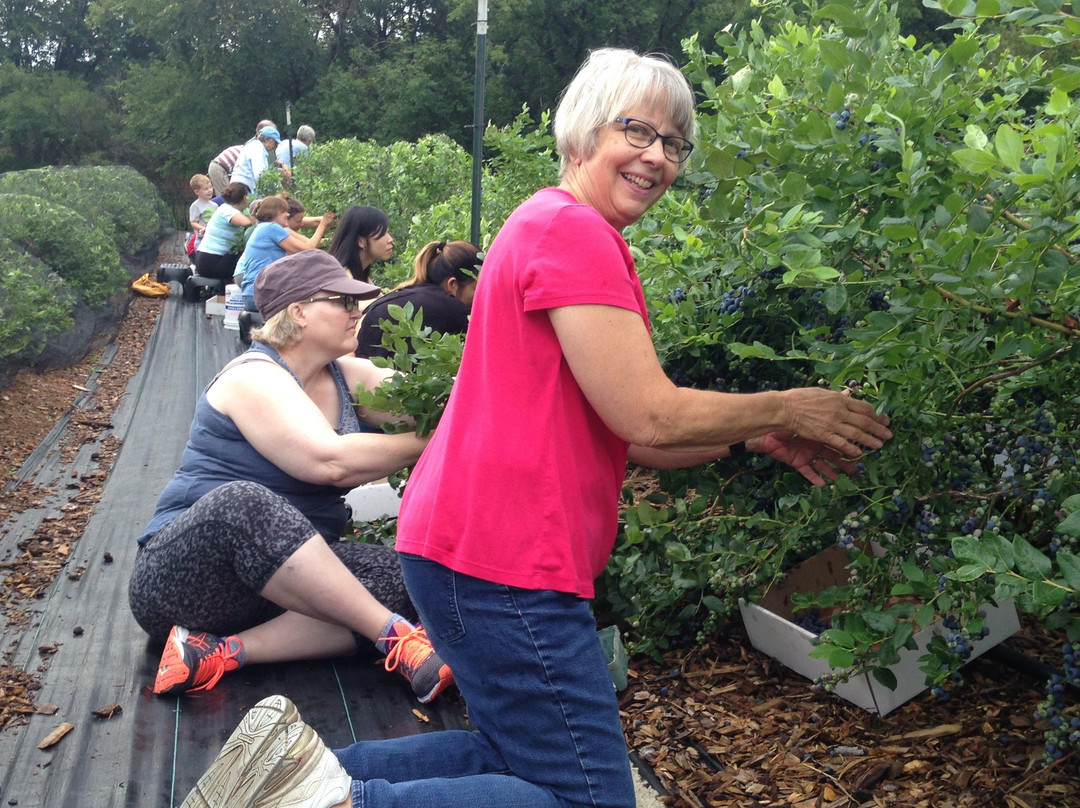 Blueberry Fields of Stillwater-斯蒂尔沃特必去景点