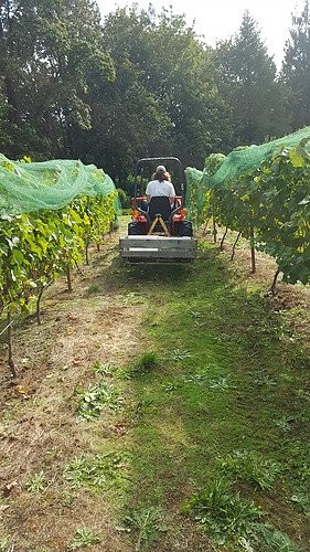 Olalla Vineyard and Winery-Olalla必去景点