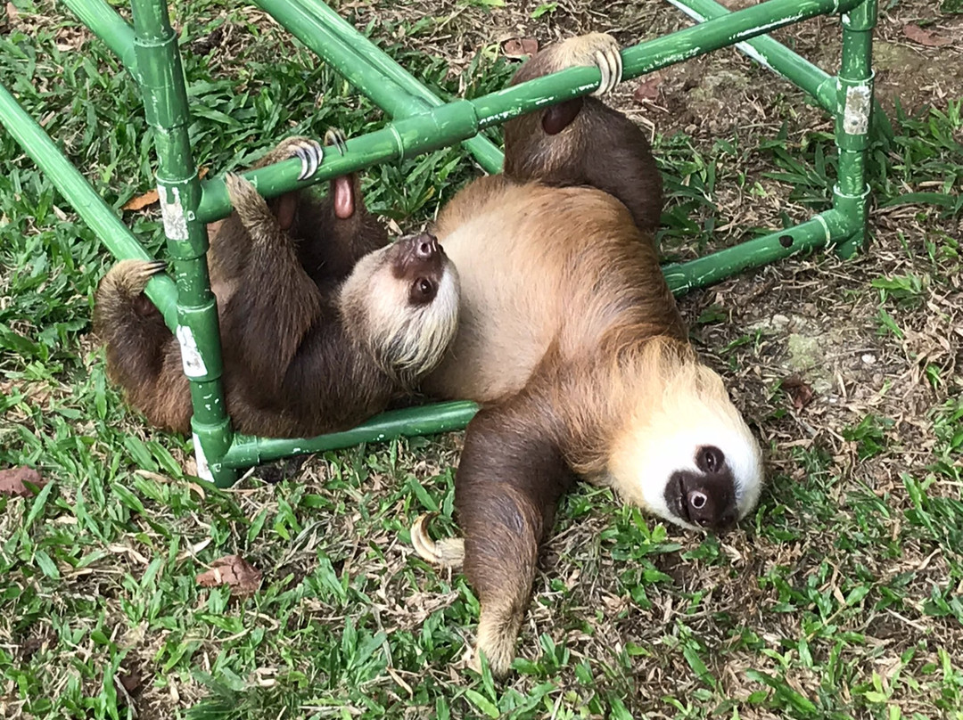 Sloth Sanctuary of Costa Rica景点图片