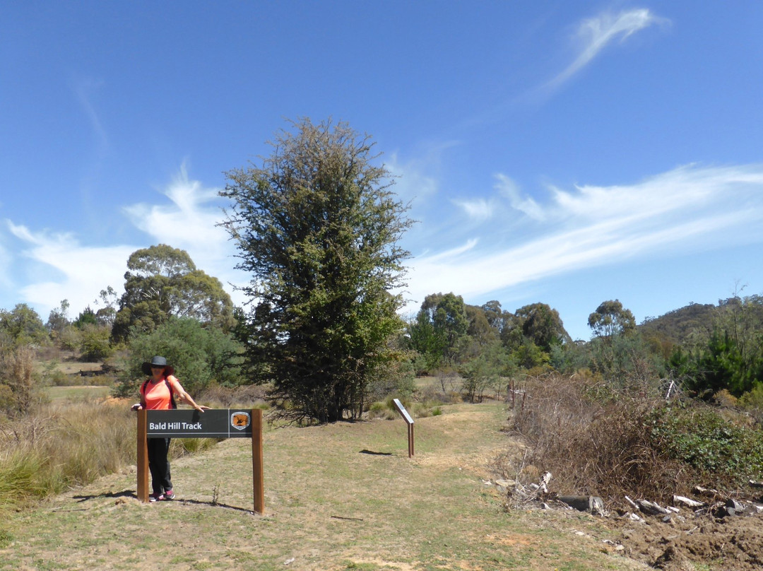 Bald Hill walking track景点图片