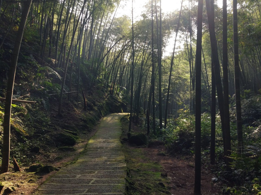 竹海山庄景点图片