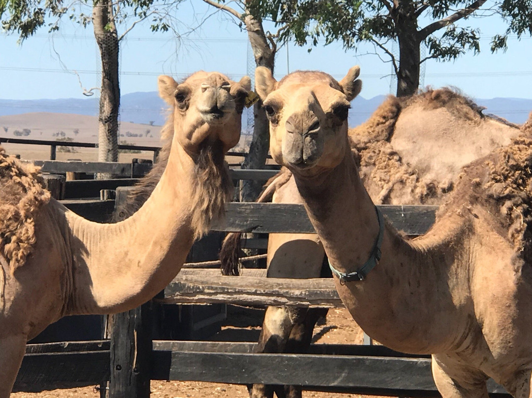 Camel Milk NSW-Muswellbrook必去景点
