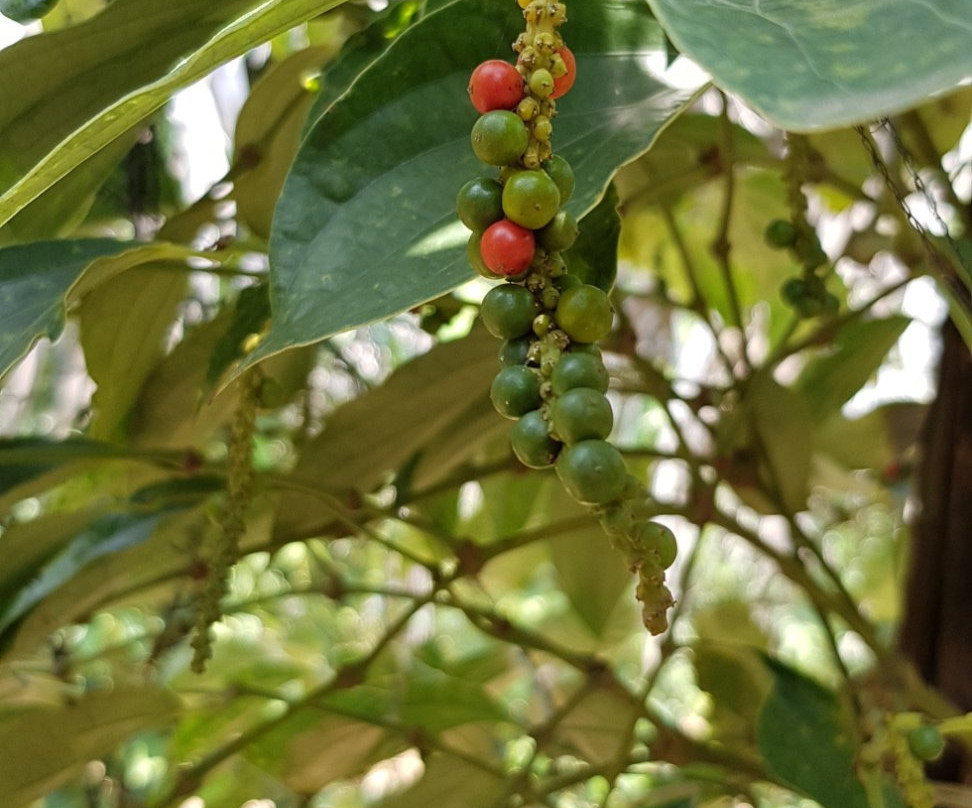 Patio-白马必去景点