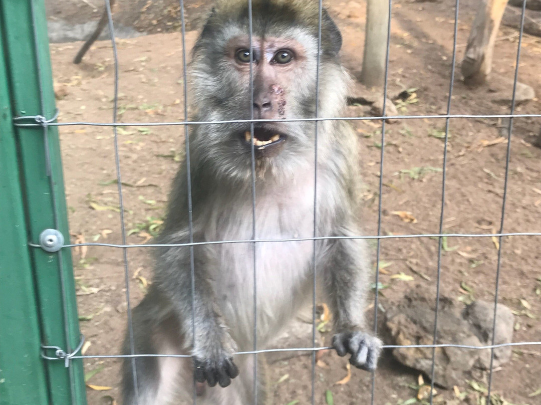 International Primate Rescue-比勒陀利亚必去景点