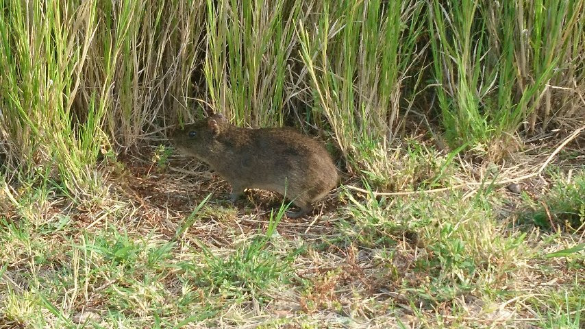 Parque Ambiental Banhado da Vergueiro景点图片