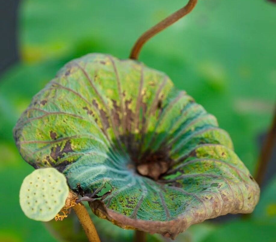上岳古民居-佛冈县必去景点