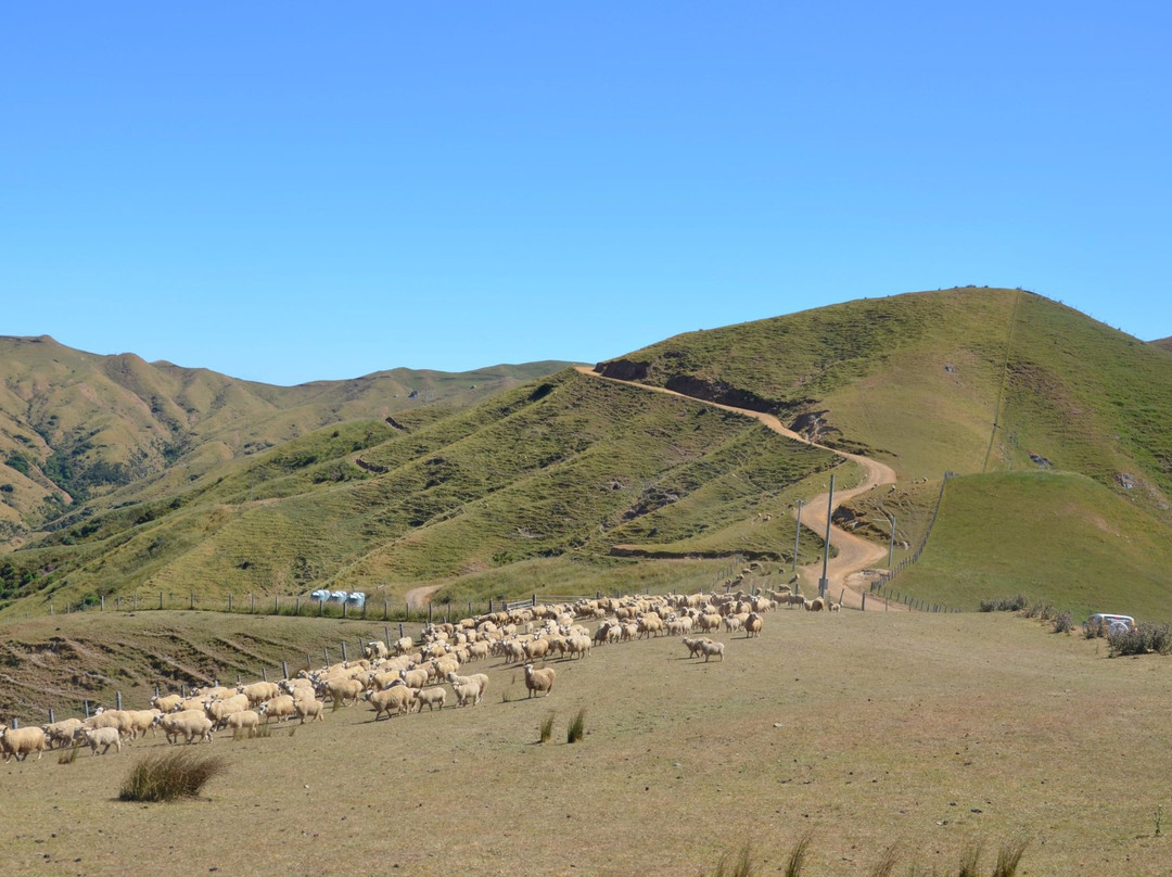 Molesworth High Country Tours-布伦海姆必去景点