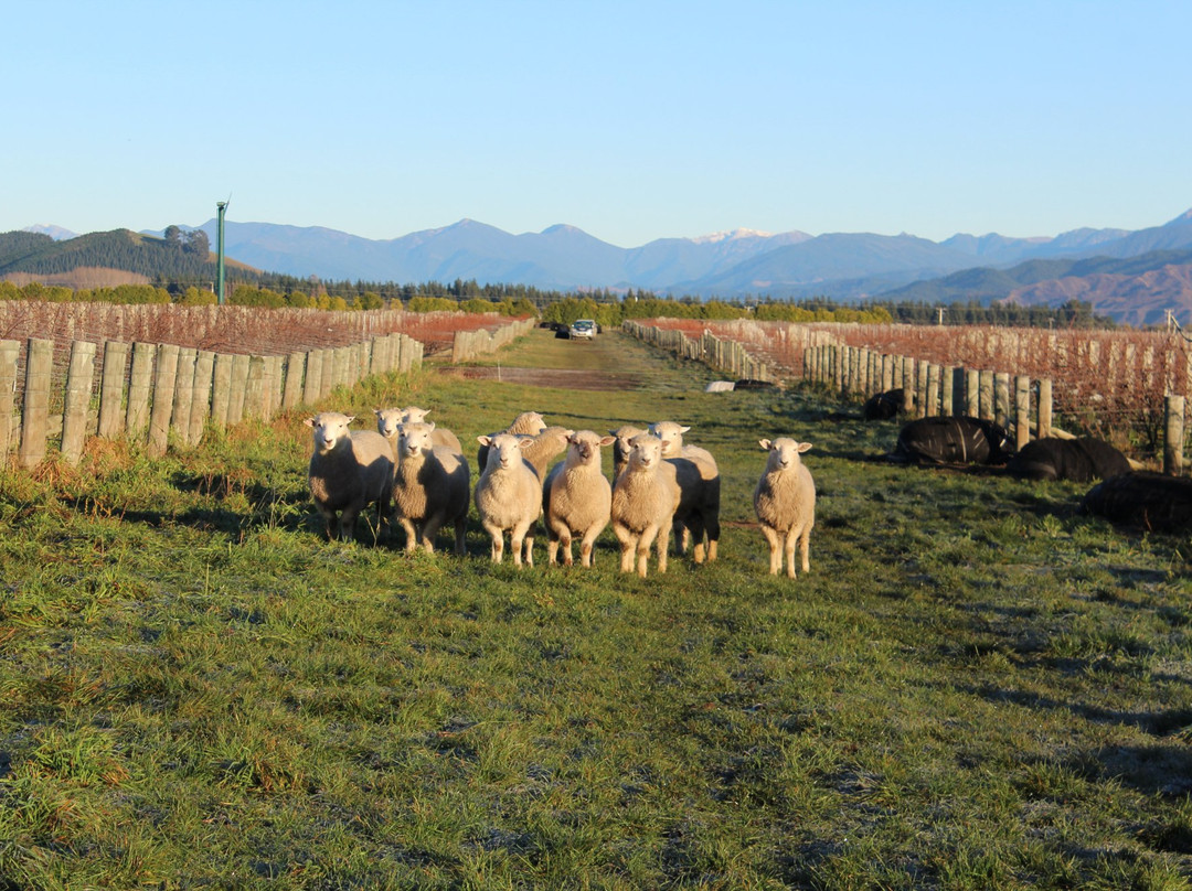 Clos Henri Vineyard景点图片