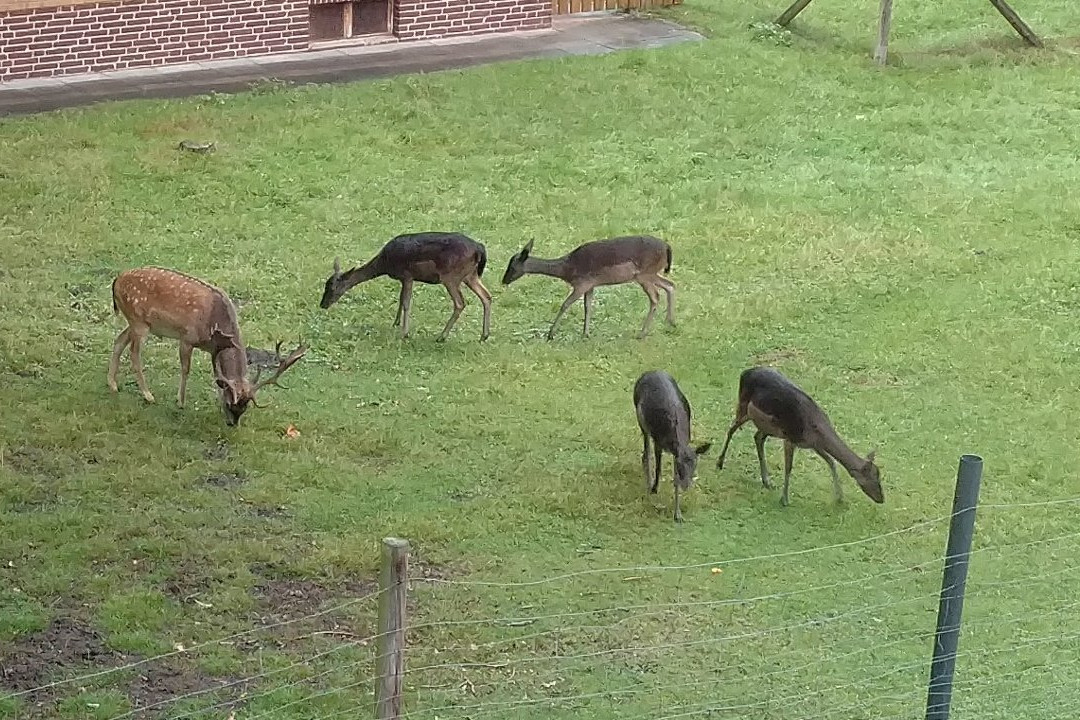Neustadt am Rubenberge酒店住宿-Zum Dahmhirsch