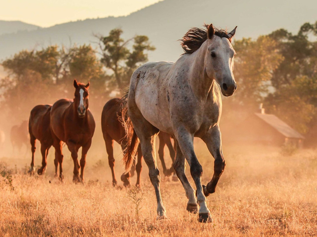 Mountain Sky Guest Ranch