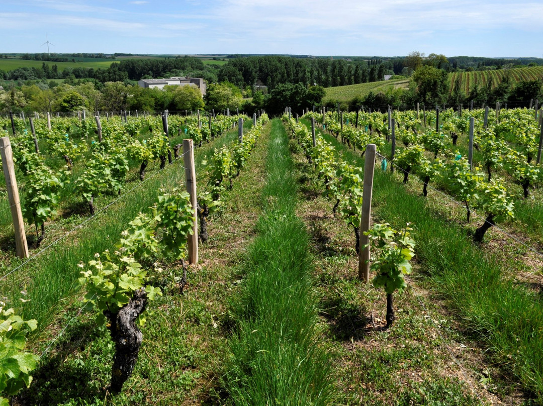 Domaine Claude Lafond景点图片