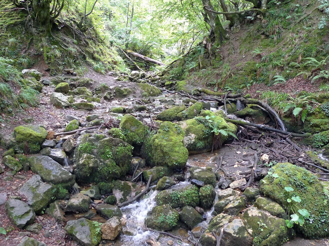 Hayedo de Monte Grande景点图片