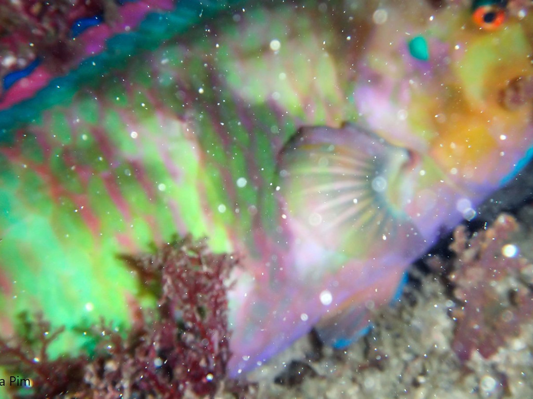 SeaQuest Sub-阿拉伊阿尔港必去景点