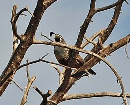 Prime Desert Woodland Preserve-兰开斯特必去景点