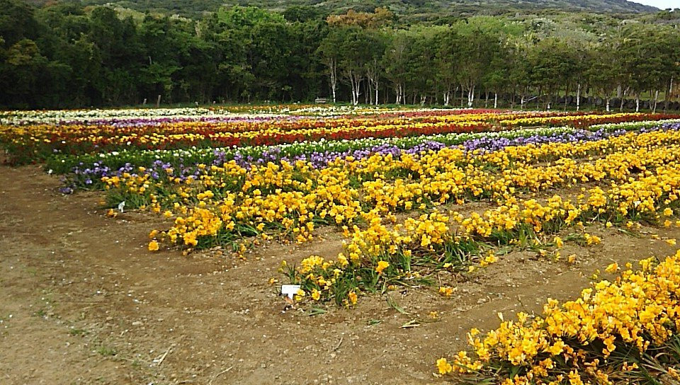 Hakkeisan Freesia Farm景点图片