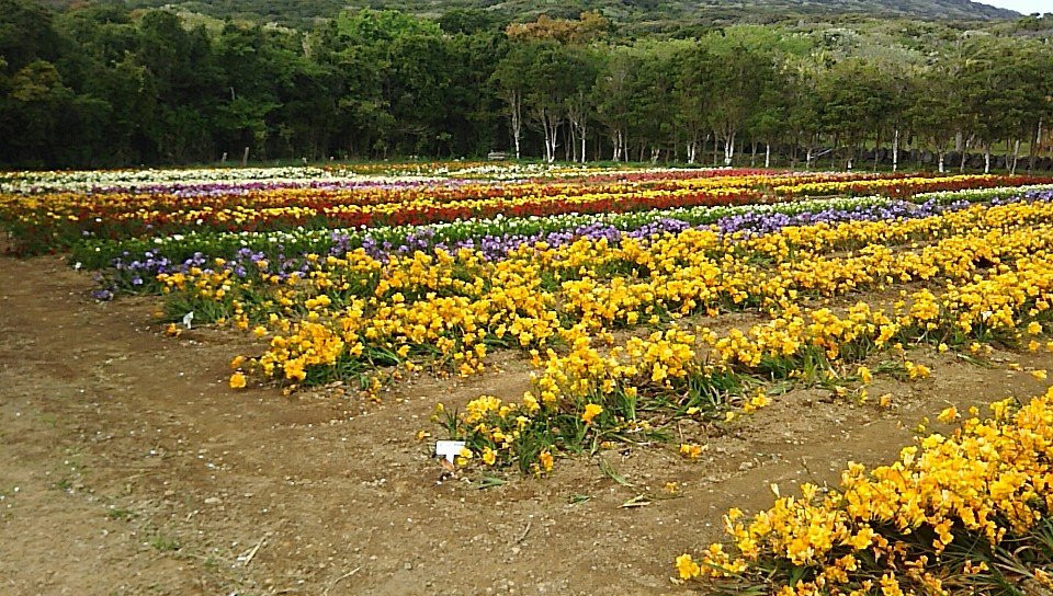 Hakkeisan Freesia Farm-八丈町必去景点