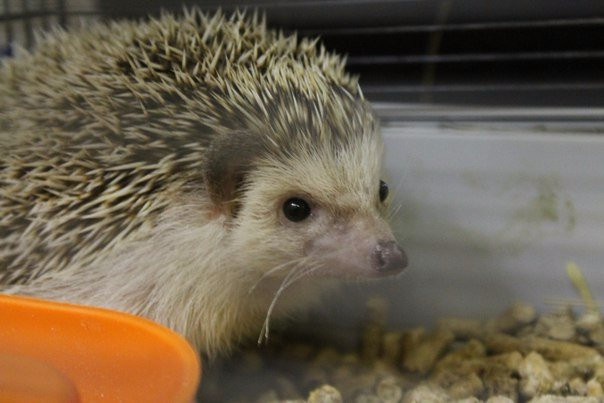 Domik v Derevne-Murmashi必去景点