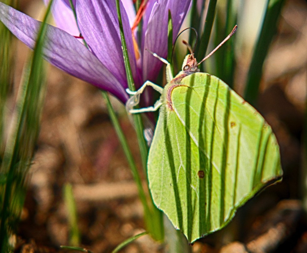 Safran de Murols Ferme de Murols-Murols必去景点